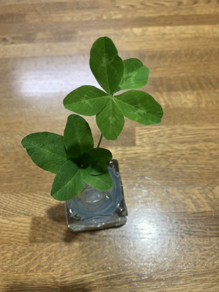 こちらは入居者様が見つけられた5つ葉のクローバー🍀です